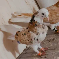 کبوتر شازده پرشی