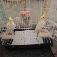 یک جفت عروس هلندی