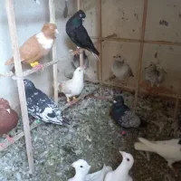 کبوتر رنگه هفترنگ و سارکاکلی پرشی