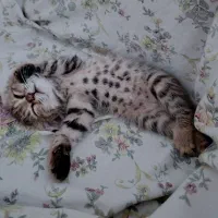 واگذاری بچه گربه