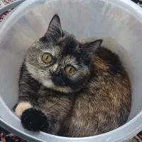 گربه اسکاچ وپرشین