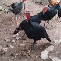 فروش بقلمون
