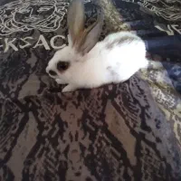 خرگوش بامزه