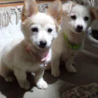 ۲عددتوله ۳ماه نر ‌و ماده