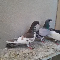 کفتر ماده شهری