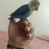طوطی کوتوله برزیلی پاربلو