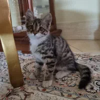 واگذاری بچه گربه