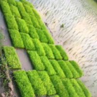 علی کاظمی