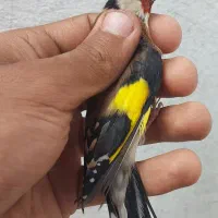 سهره نر معاوضه  با ماده سهره