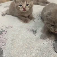 گربه