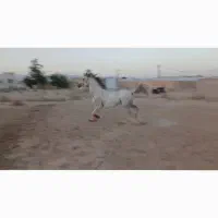 نریون دو. سر عرب کورسی