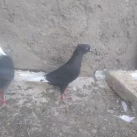 جفت زاغ دم