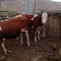 دوراس گوساله سیمینتال یکی نر یکی ماده