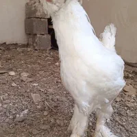 جوجه خروس سلطان