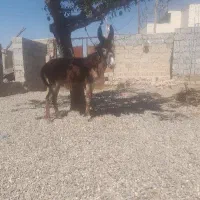 اولاغ نر