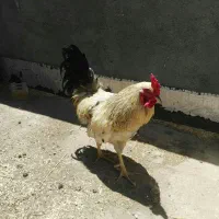 خروس چهل تاژ