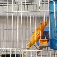 قناری سرخ. سرخ سوخته.سوپر و رسمی بلند