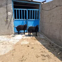 بره چاق سرک دار ماده