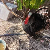 ۲عددبوقلمون نر۲تا ماده