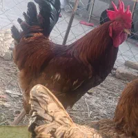 فروش