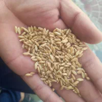 گندم جو نخد گرگرو عدص خریدارم