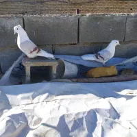 دوکت آس