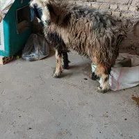 میش آبستن  بز زاییده