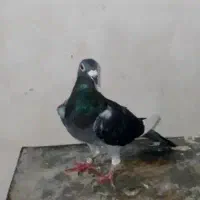۲۰عدد پلاکی جوجه وبزرگ مسافتی