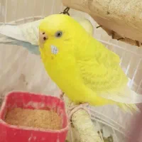 یک جفت مرغ عشق