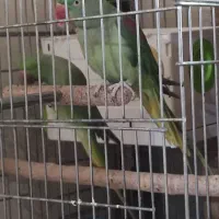 طوطی ملنگون نر ۳ساله ماده شاه طوطی ۳ساله