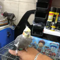 عروس هلندی