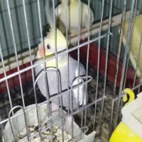 عروس هلندی مولد بشرط