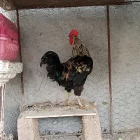 خوروس خوش هیکل