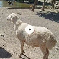 شیشک دو دندون