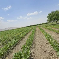 آموزش پرورش زنبور عسل و گیاهان دارویی