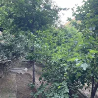 600 متر باغ کشاورزی کنار رودخانه
