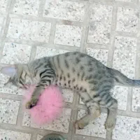 گربه ۸ ماهه بازی گوش