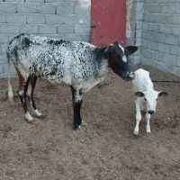 گاو باگوساله ماده روستای دمیلو قیمت توافقی