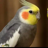 عروس هلندی