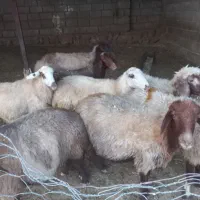 گوسفند