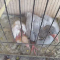کفتر