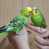 جفت مرغ عشق دستی و مولد