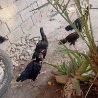 مرغ