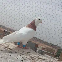 کفتر سرور گم کردم