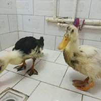 اردک