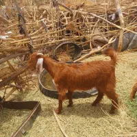 دوتا گیسه چاق زه نداده با یک چپش نری چاق