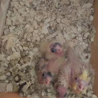 طوطی سرلاکی عروس