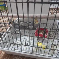 عروس نروماده حرف زن
