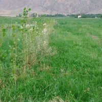 زمین-کشاورزی-مناسب-برای-احداث-باغ-در-گجوت
