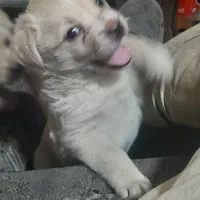 توله پامر اشپیدز